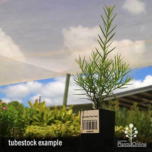 Grevillea Pink Pearl - Image 8