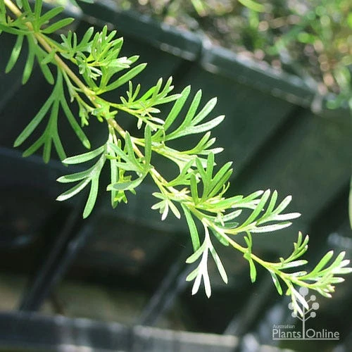 Grevillea Red Wings - Image 9
