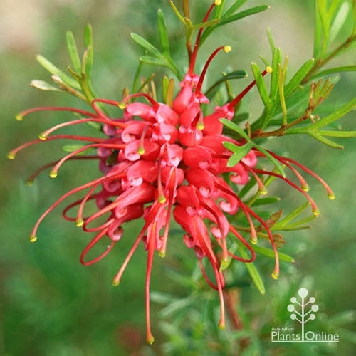 Grevillea Red Wings - Image 3