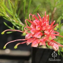 Grevillea Silk Carpet