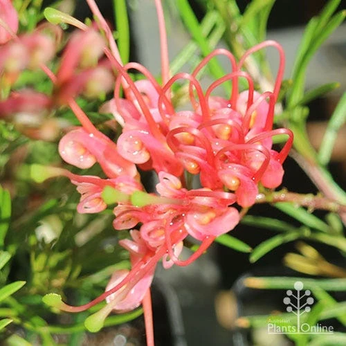 Grevillea Silk Carpet - Image 7