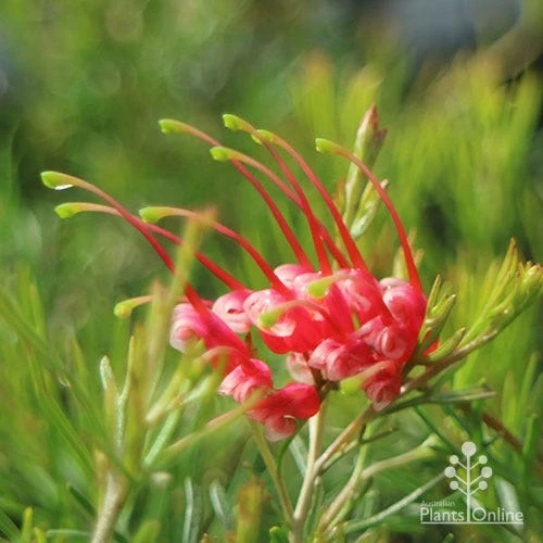Grevillea Silk Carpet - Image 10