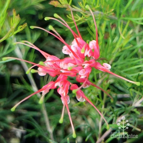 Grevillea Silk Carpet - Image 12