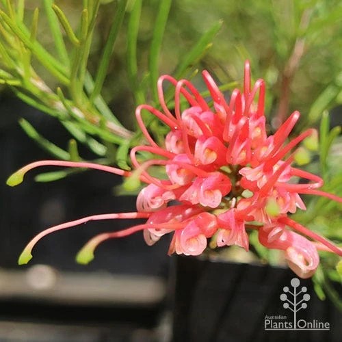 Grevillea Silk Carpet