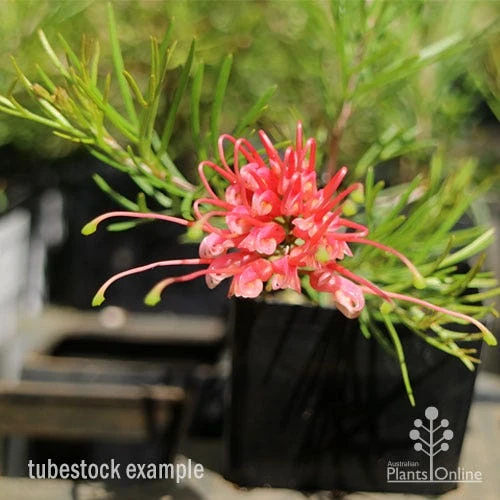 Grevillea Silk Carpet - Image 9