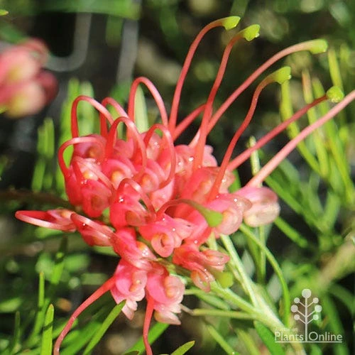 Grevillea Silk Carpet - Image 5