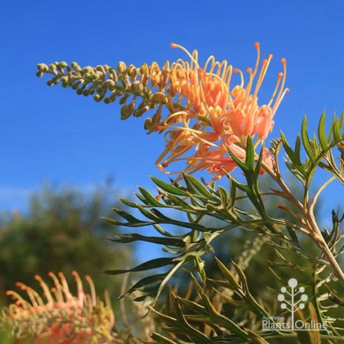 Grevillea Strawberry Pops - Image 11