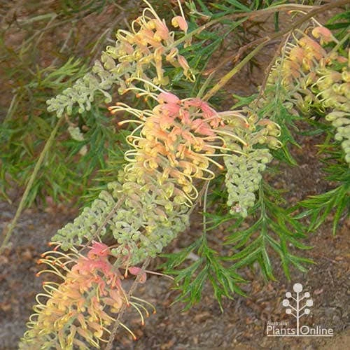 Grevillea Strawberry Pops - Image 12