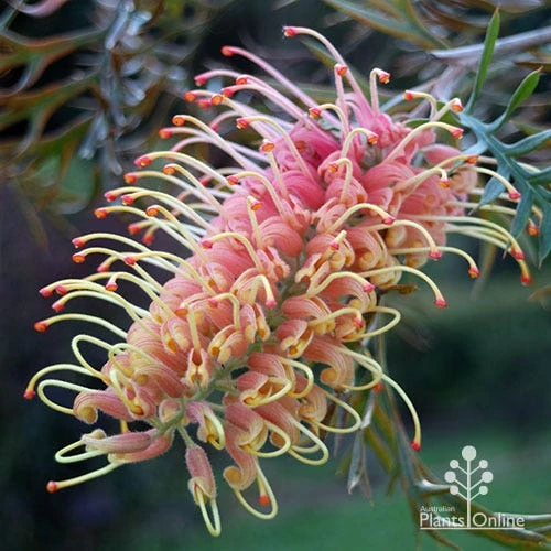 Grevillea Strawberry Pops - Image 8