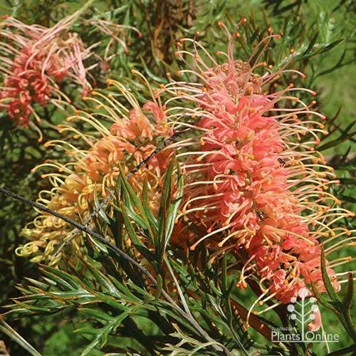 Grevillea Strawberry Pops - Image 7