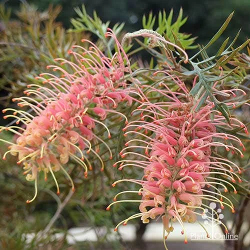 Grevillea Strawberry Pops - Image 4