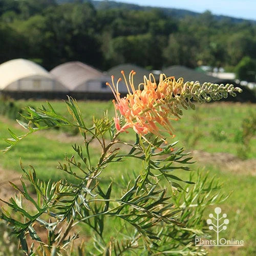 Grevillea Strawberry Pops - Image 17