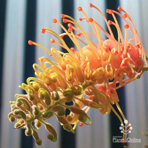 Grevillea Strawberry Pops - Image 10