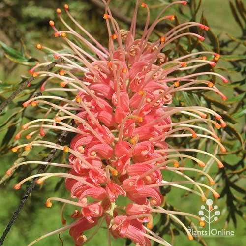 Grevillea Strawberry Pops - Image 2