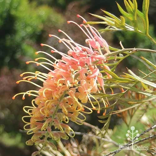 Grevillea Strawberry Pops - Image 16