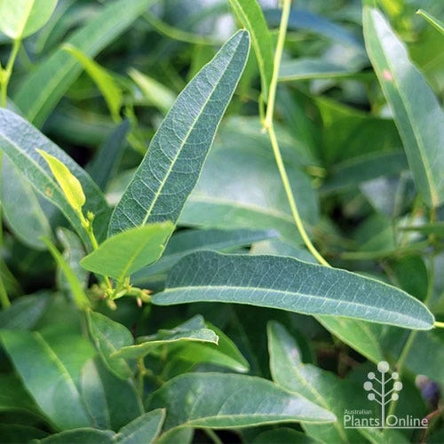 Hardenbergia Snow White - White Coral Pea - Image 8