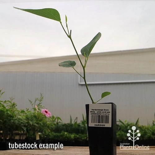 Hardenbergia Snow White - White Coral Pea - Image 7