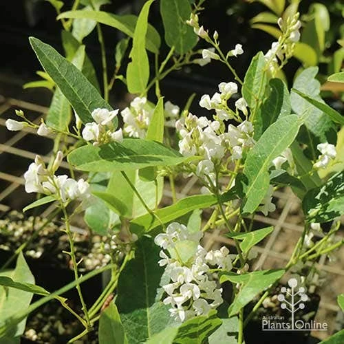 Hardenbergia Snow White - White Coral Pea - Image 10