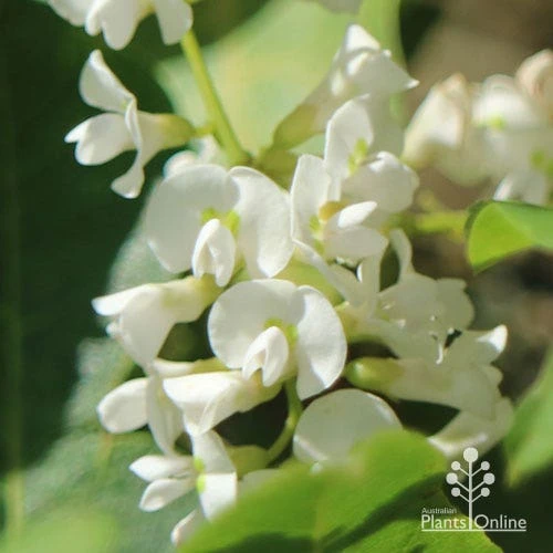 Hardenbergia Snow White - White Coral Pea - Image 3