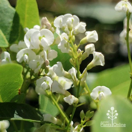 Hardenbergia Snow White - White Coral Pea - Image 5