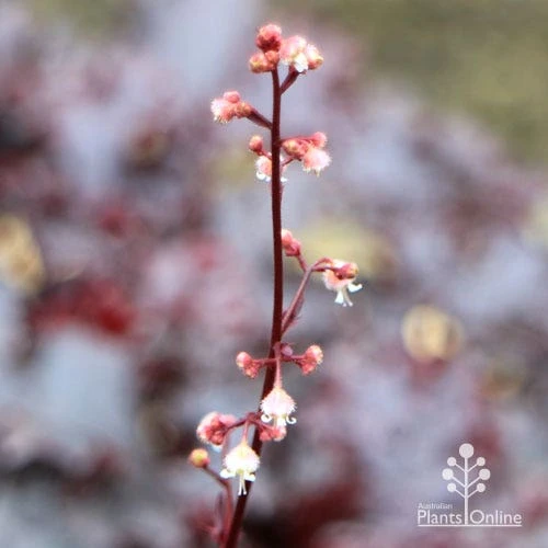 Heuchera Black Sea - Coral Bells - Image 10