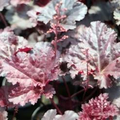 Heuchera Black Sea - Coral Bells