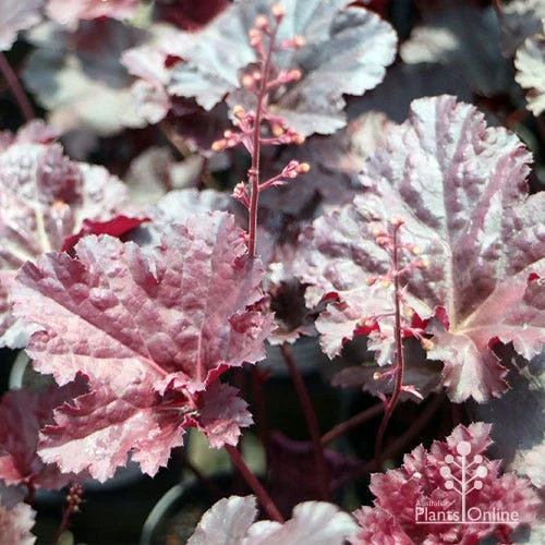 Heuchera Black Sea - Coral Bells