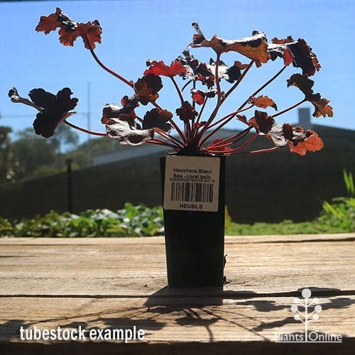 Heuchera Black Sea - Coral Bells - Image 3
