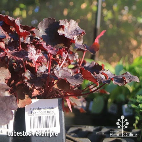Heuchera Black Sea - Coral Bells - Image 8