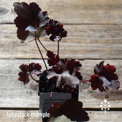 Heuchera Black Sea - Coral Bells - Image 7