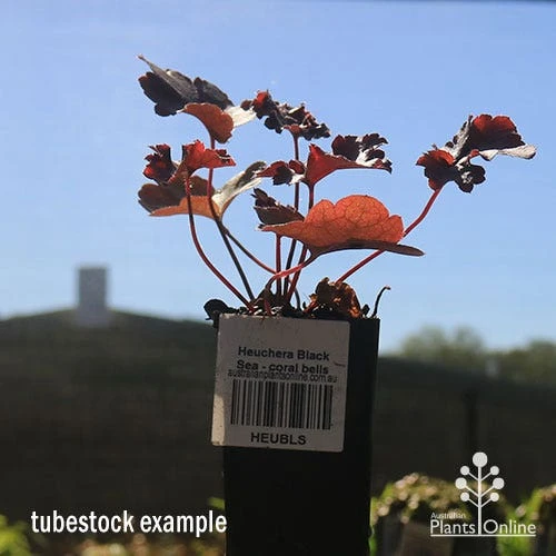 Heuchera Black Sea - Coral Bells - Image 9