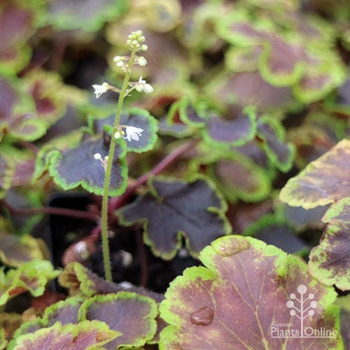 Heucherella Solar Eclipse - Foamy Bells - Image 9
