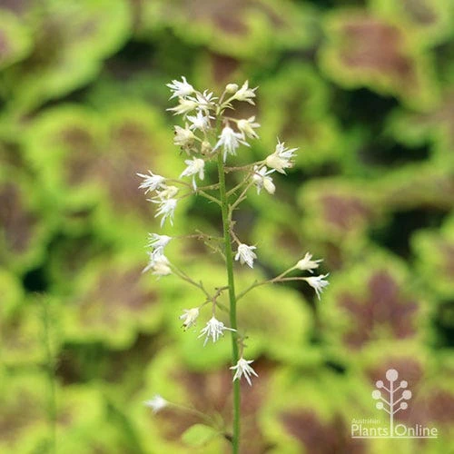 Heucherella Solar Eclipse - Foamy Bells - Image 10