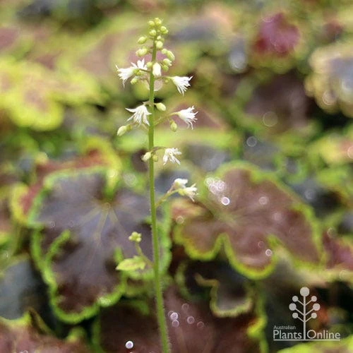 Heucherella Solar Eclipse - Foamy Bells - Image 3