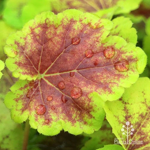 Heucherella Solar Eclipse - Foamy Bells - Image 8