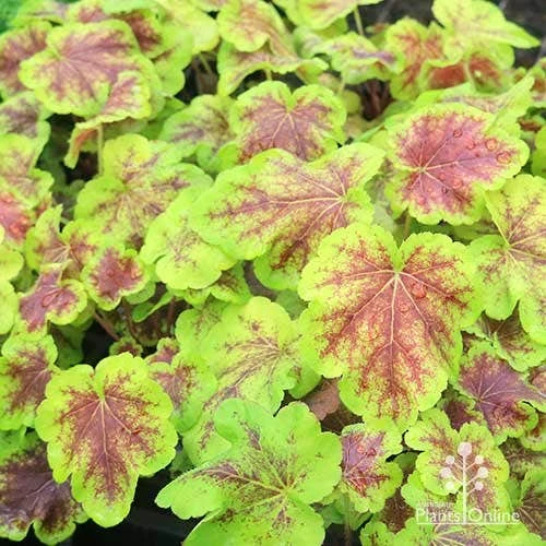 Heucherella Solar Eclipse - Foamy Bells - Image 12