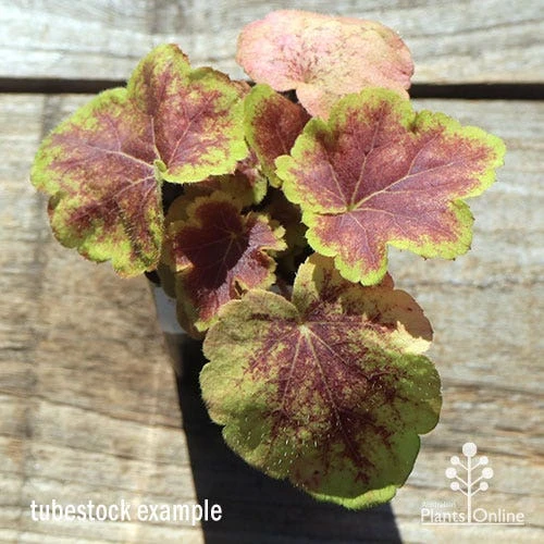 Heucherella Solar Eclipse - Foamy Bells - Image 4