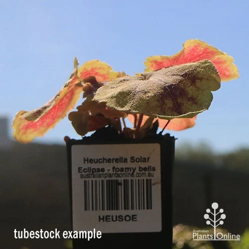 Heucherella Solar Eclipse - Foamy Bells - Image 7