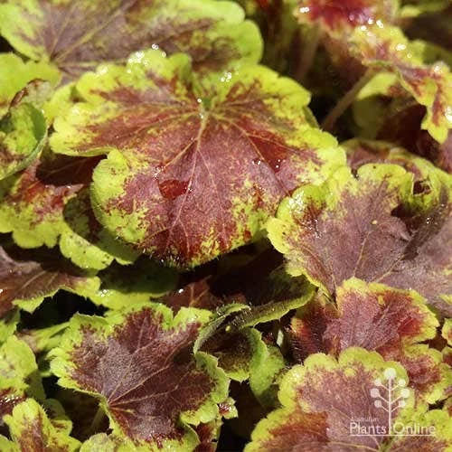 Heucherella Solar Eclipse - Foamy Bells - Image 6
