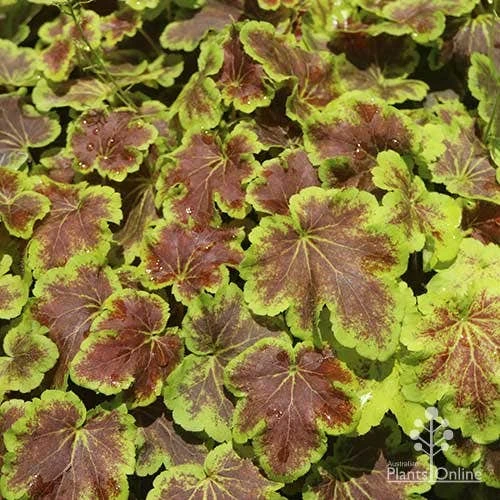 Heucherella Solar Eclipse - Foamy Bells