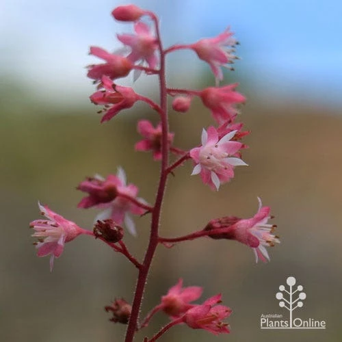 Heucherella Tapestry - Foamy Bells - Image 9