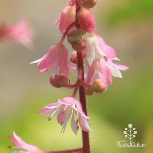 Heucherella Tapestry - Foamy Bells - Image 8