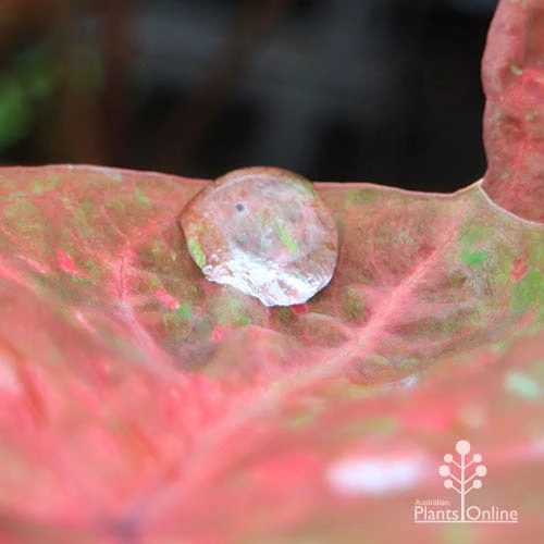Caladium Raspberry Ripple - Angel Wings - Image 6