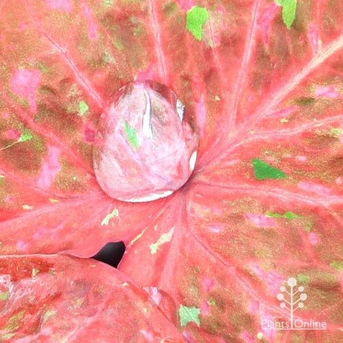 Caladium Raspberry Ripple - Angel Wings - Image 11