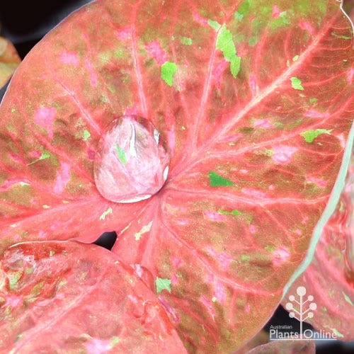 Caladium Raspberry Ripple - Angel Wings - Image 18
