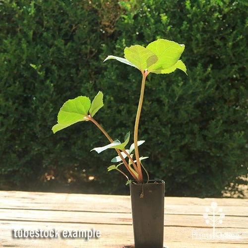 Hellebore Ice Breaker Max - Winter Rose - Image 4