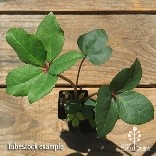 Hellebore Ice Breaker Max - Winter Rose - Image 3