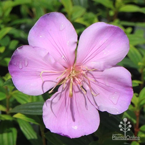 Tibouchina Illusion - Image 14