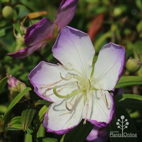 Tibouchina Illusion - Image 10