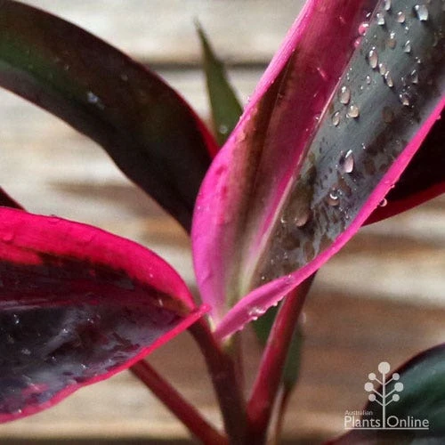 Cordyline Fruticosa John Klass Red - Image 2